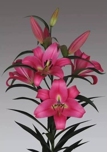Лилия Profundo (Lilium &lsquo;Profundo&rsquo;) Темно-красный 816 фото