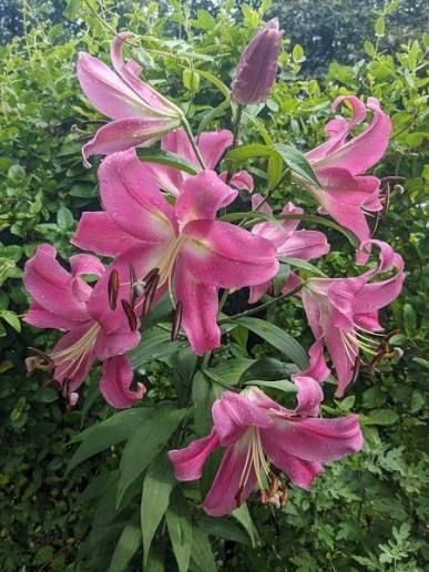 Лилия Profundo (Lilium &lsquo;Profundo&rsquo;) Темно-красный 816 фото