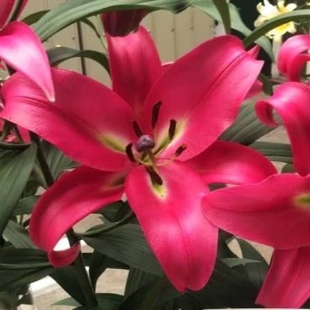 Лилия Profundo (Lilium &lsquo;Profundo&rsquo;) Темно-красный 816 фото