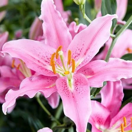 Лилия Profundo (Lilium &lsquo;Profundo&rsquo;) Темно-красный 816 фото