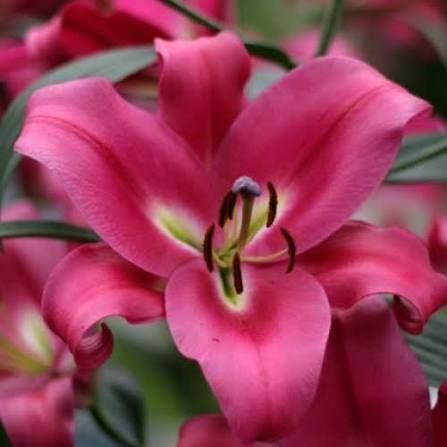 Лилия Profundo (Lilium &lsquo;Profundo&rsquo;) Темно-красный 816 фото