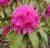 Рододендрон ''Олд Порт'' RHODODENDRON 'OLD PORT' высота 60 см Пурпурно-фиолетовый 573 фото