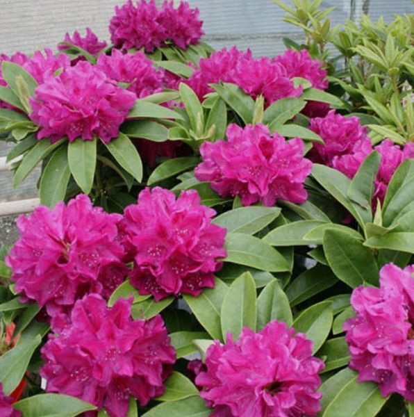 Рододендрон ''Олд Порт'' RHODODENDRON 'OLD PORT' высота 60 см Пурпурно-фиолетовый 573 фото