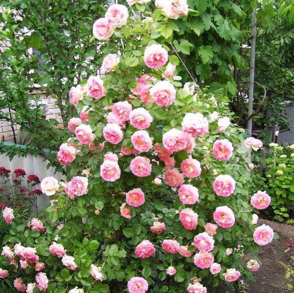 Махрова Англійська троянда на штамбі ''Цезар'' ROSE 'CESAR' глечик 10 л Рожево-кремовий 716 фото