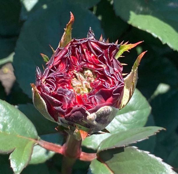 Троянда чайно-гібридна ''Ред Ай'' ROSE 'RED EYE' висота 80-150 см Червоний 345 фото
