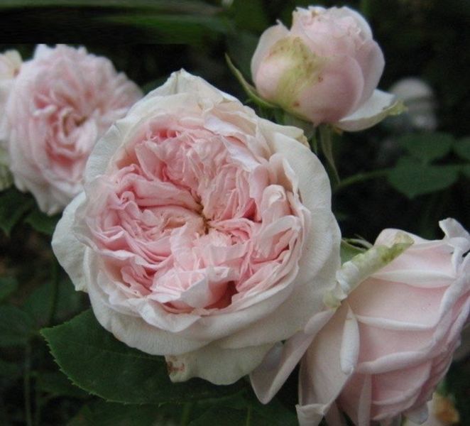 Махровая Английская плетистая роза ''Клер роуз'' ROSE 'CLAIRE ROSE' Нежно-розовый 494 фото