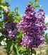 Бузок "Сенсація" SYRINGA VULGARIS 'SENSATION' сортовий, махровий (привитий) глечик с2 л, ЗКС, 40-80 см, Темно-бузковий 162 фото 1