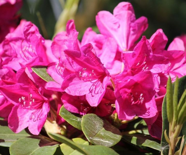 Рододендрон ''Олд Порт'' RHODODENDRON 'OLD PORT' высота 60 см Пурпурно-фиолетовый 573 фото
