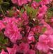 Азалія японська вічнозелена "Бабушка" AZALEA JAPONICA 'BABUSCHKA' глечик 1,5  л Рожевий 124 фото 1