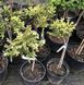 Ялина звичайна "Пуш" PICEA ABIES 'PUSCH' на штамбі (привита) висота 20-100 см, Зелений 248 фото 4
