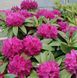 Рододендрон ''Олд Порт'' RHODODENDRON 'OLD PORT' высота 60 см Пурпурно-фиолетовый 573 фото 3