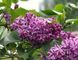 Бузок "Сенсація" SYRINGA VULGARIS 'SENSATION' сортовий, махровий (привитий) глечик с2 л, ЗКС, 40-80 см, Темно-бузковий 162 фото 2