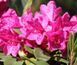 Рододендрон ''Олд Порт'' RHODODENDRON 'OLD PORT' высота 60 см Пурпурно-фиолетовый 573 фото 4