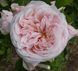 Махровая Английская плетистая роза ''Клер роуз'' ROSE 'CLAIRE ROSE' Нежно-розовый 494 фото 2