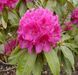 Рододендрон ''Олд Порт'' RHODODENDRON 'OLD PORT' высота 60 см Пурпурно-фиолетовый 573 фото 1