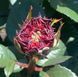 Троянда чайно-гібридна ''Ред Ай'' ROSE 'RED EYE' висота 80-150 см Червоний 345 фото 4