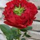 Троянда чайно-гібридна ''Ред Ай'' ROSE 'RED EYE' висота 80-150 см Червоний 345 фото 2