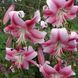 Лилия Profundo (Lilium &lsquo;Profundo&rsquo;) Темно-красный 816 фото 7