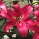 Лилия Profundo (Lilium &lsquo;Profundo&rsquo;) Темно-красный 816 фото 2