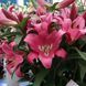 Лилия Profundo (Lilium &lsquo;Profundo&rsquo;) Темно-красный 816 фото 1