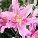 Лилия Profundo (Lilium &lsquo;Profundo&rsquo;) Темно-красный 816 фото 5