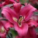 Лилия Profundo (Lilium &lsquo;Profundo&rsquo;) Темно-красный 816 фото 3