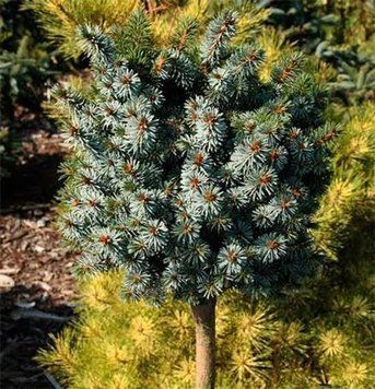 Ель &laquo;Silberzwerg&raquo; на штамбе (Picea glauca &lsquo;Silberzwerg&rsquo;) 150 см Серебристо-голубой 867 фото