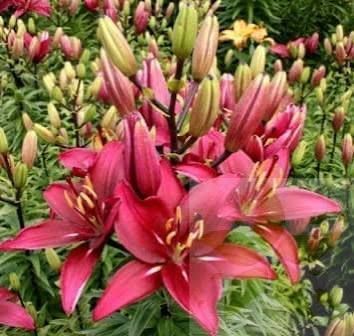 Лілія Red Desire (Lilium &lsquo;Red Desire&rsquo;) Яскраво-червоний 817 фото