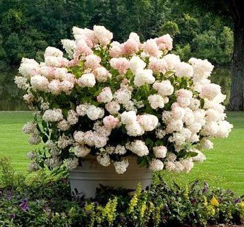 Гортензія волотиста &laquo;Стробері Блоссом&raquo; HYDRANGEA PANICULATA &lsquo;STRAWBERRY BLOSSOM&rsquo; глечик 5 л ЗКС, висота 50-70 см  Кремово-білий, ніжно-рожевий 1015 фото