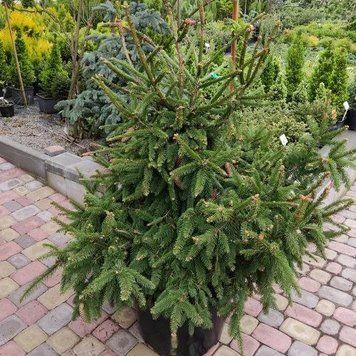 Ель обыкновенная ''Акрокона'' PICEA ABIES 'ACROCONA' на штамбе (привитая) высота 20-100 см, Зеленый 249 фото