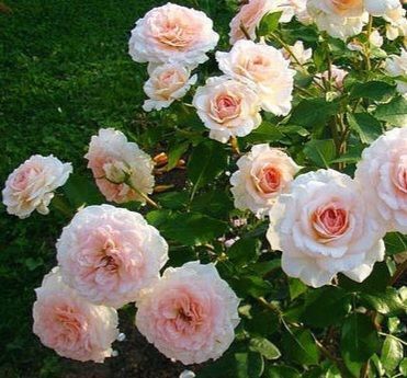 Роза чайно-гибридная ''Бременские музыканты'' ROSE 'BREMER STADTMUSIKANTEN' высота 80-150 см Нежно-розовый 346 фото