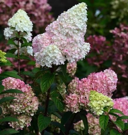 Гортензія волотиста &laquo;Стробері Блоссом&raquo; HYDRANGEA PANICULATA &lsquo;STRAWBERRY BLOSSOM&rsquo; глечик 5 л ЗКС, висота 50-70 см  Кремово-білий, ніжно-рожевий 1015 фото