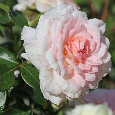 Роза чайно-гибридная ''Бременские музыканты'' ROSE 'BREMER STADTMUSIKANTEN' высота 80-150 см Нежно-розовый 346 фото