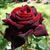 Троянда чайно-гібридна ''Чорна магія'' ROSE 'BLACK MAGIC' висота 80-150 см Темно-бордовий 396 фото