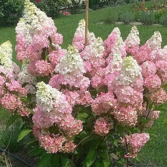 Гортензія волотиста &laquo;Стробері Блоссом&raquo; HYDRANGEA PANICULATA &lsquo;STRAWBERRY BLOSSOM&rsquo; глечик 5 л ЗКС, висота 50-70 см  Кремово-білий, ніжно-рожевий 1015 фото