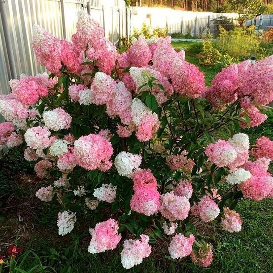 Гортензія волотиста &laquo;Стробері Блоссом&raquo; HYDRANGEA PANICULATA &lsquo;STRAWBERRY BLOSSOM&rsquo; глечик 5 л ЗКС, висота 50-70 см  Кремово-білий, ніжно-рожевий 1015 фото