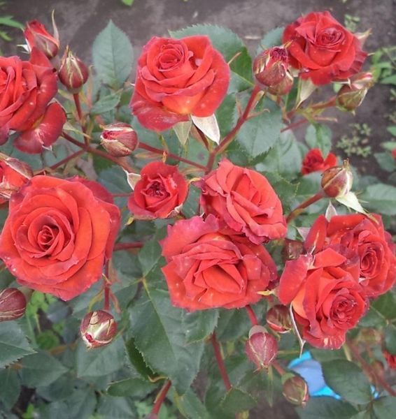 Дрібноквіткова, спрей троянда ''Браун Шугар'' ROSE 'BROWN SUGAR' висота 30-40 Червоний 446 фото