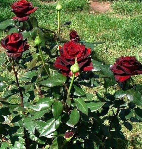 Троянда чайно-гібридна ''Чорна магія'' ROSE 'BLACK MAGIC' висота 80-150 см Темно-бордовий 396 фото