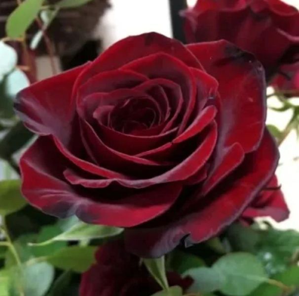 Троянда чайно-гібридна ''Чорна магія'' ROSE 'BLACK MAGIC' висота 80-150 см Темно-бордовий 396 фото