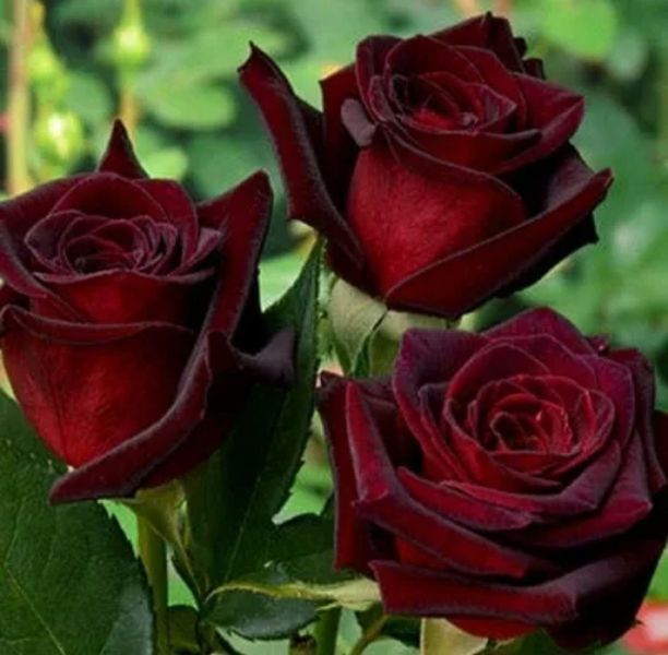 Троянда чайно-гібридна ''Чорна магія'' ROSE 'BLACK MAGIC' висота 80-150 см Темно-бордовий 396 фото
