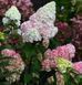Гортензія волотиста &laquo;Стробері Блоссом&raquo; HYDRANGEA PANICULATA &lsquo;STRAWBERRY BLOSSOM&rsquo; глечик 5 л ЗКС, висота 50-70 см  Кремово-білий, ніжно-рожевий 1015 фото 2