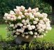 Гортензія волотиста &laquo;Стробері Блоссом&raquo; HYDRANGEA PANICULATA &lsquo;STRAWBERRY BLOSSOM&rsquo; глечик 5 л ЗКС, висота 50-70 см  Кремово-білий, ніжно-рожевий 1015 фото 1