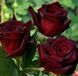 Троянда чайно-гібридна ''Чорна магія'' ROSE 'BLACK MAGIC' висота 80-150 см Темно-бордовий 396 фото 3