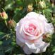 Роза чайно-гибридная ''Бременские музыканты'' ROSE 'BREMER STADTMUSIKANTEN' высота 80-150 см Нежно-розовый 346 фото 1