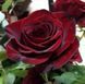 Троянда чайно-гібридна ''Чорна магія'' ROSE 'BLACK MAGIC' висота 80-150 см Темно-бордовий 396 фото 2