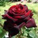 Троянда чайно-гібридна ''Чорна магія'' ROSE 'BLACK MAGIC' висота 80-150 см Темно-бордовий 396 фото 1