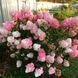 Гортензія волотиста &laquo;Стробері Блоссом&raquo; HYDRANGEA PANICULATA &lsquo;STRAWBERRY BLOSSOM&rsquo; глечик 5 л ЗКС, висота 50-70 см  Кремово-білий, ніжно-рожевий 1015 фото 4