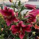 Лілія Red Desire (Lilium &lsquo;Red Desire&rsquo;) Яскраво-червоний 817 фото 8