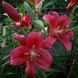 Лілія Red Desire (Lilium &lsquo;Red Desire&rsquo;) Яскраво-червоний 817 фото 5