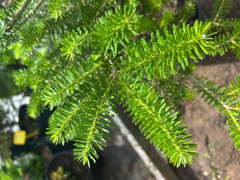 Ялинка Фразера (Abies fraseri) контейнер 20л Насичено-зелений 1165 фото